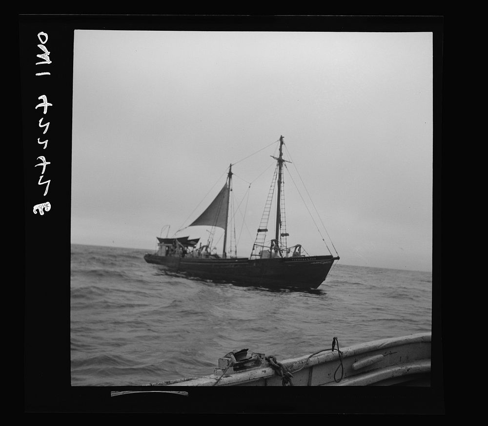 On board a fishing vessel out from Gloucester, Massachusetts. A Nantucket dragger, or New England otter trawler, the…