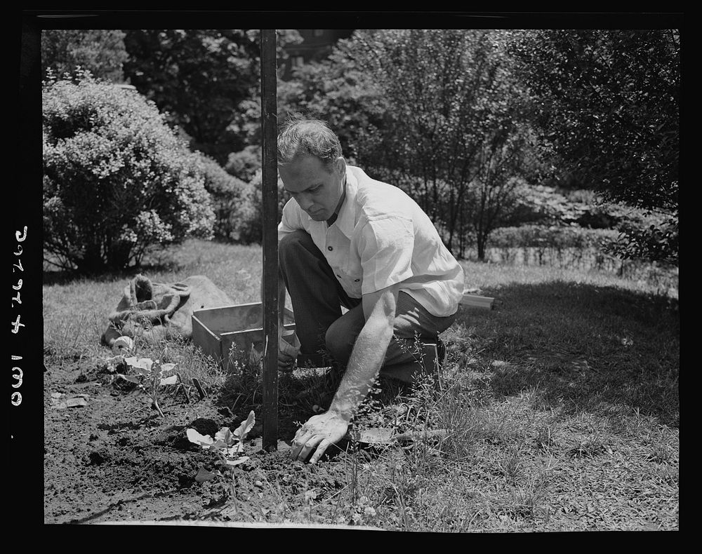 New York, New York. Victory gardening on the Charles Schwab estate. Sourced from the Library of Congress.