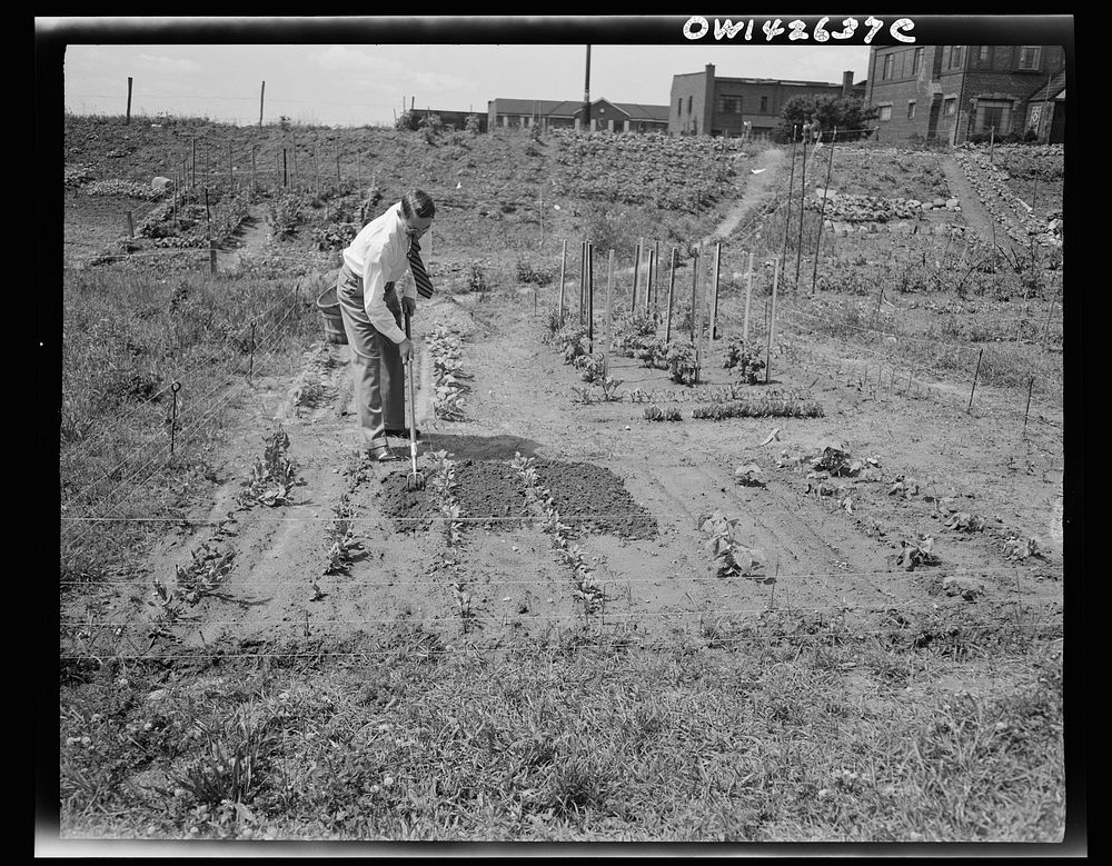 New York, New York. Victory gardening at Forest Hills, Queens. Sourced from the Library of Congress.