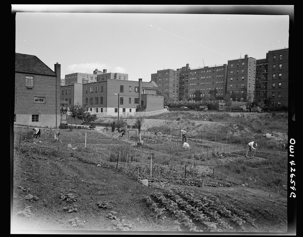 New York, New York. Victory gardening at Forest Hills, Queens. Sourced from the Library of Congress.