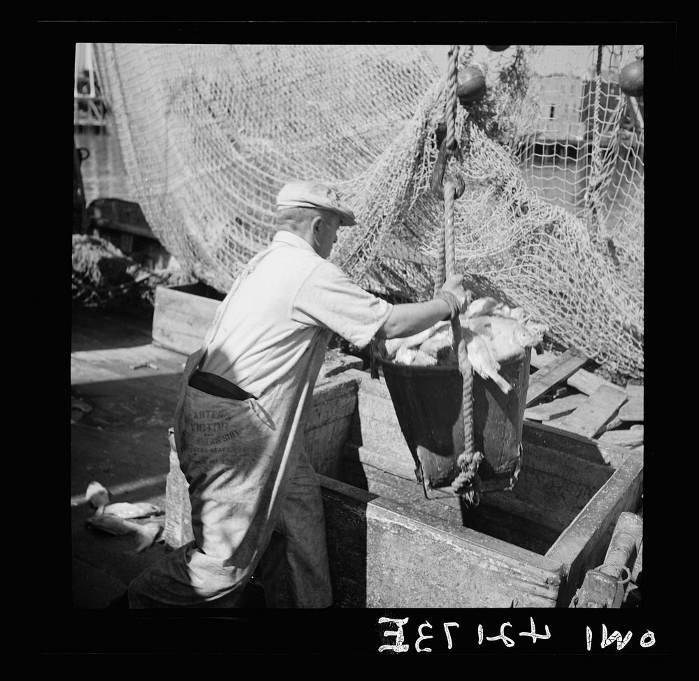Gloucester, Massachusetts. The ship docked, canvas baskets filled with rosefish go ashore where they will be inspected and…
