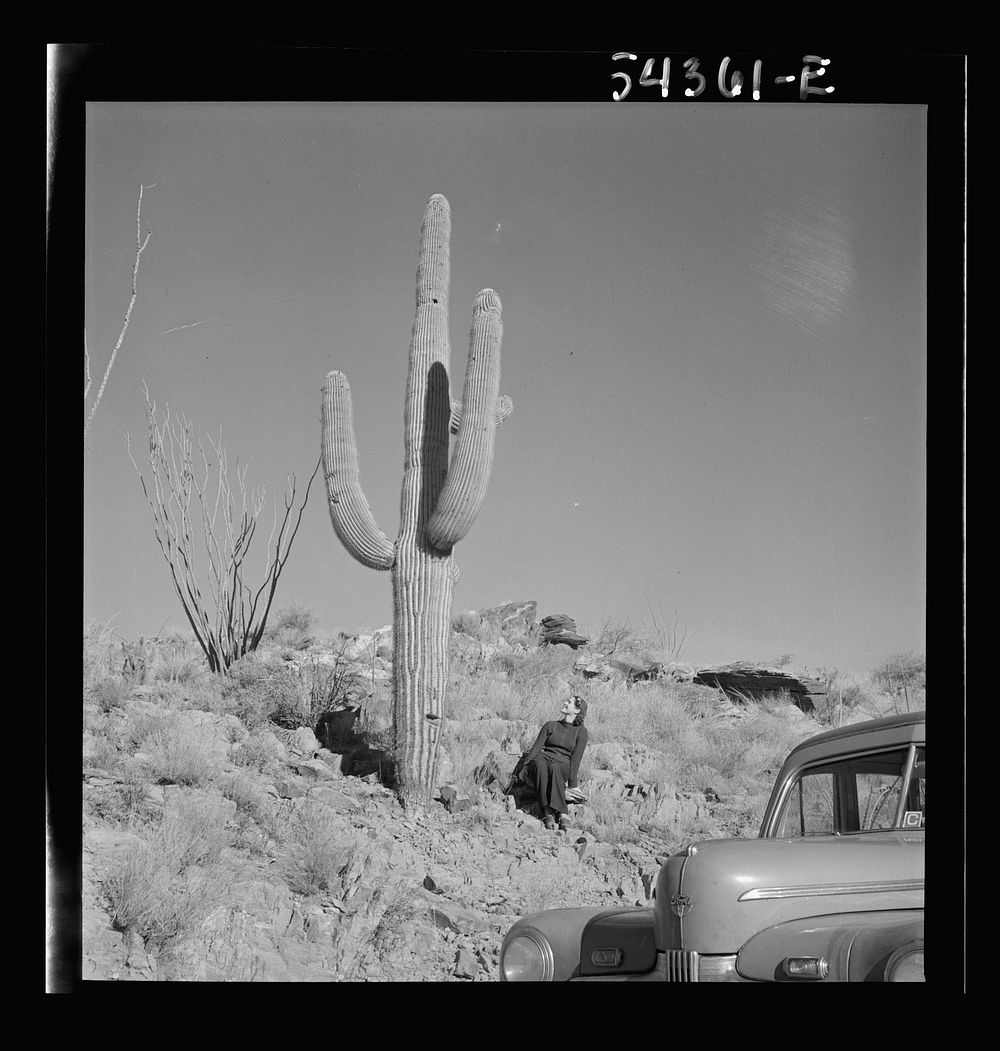 Kingman (vicinity), Arizona. A scene in the desert mountain type of country in which tungsten ore is mined. Giant cactus…