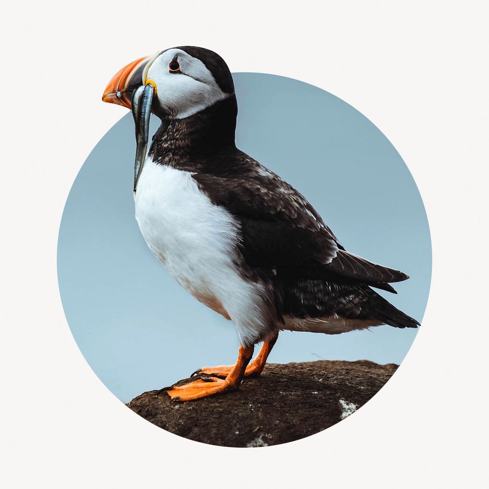 Atlantic puffin bird badge, animal photo