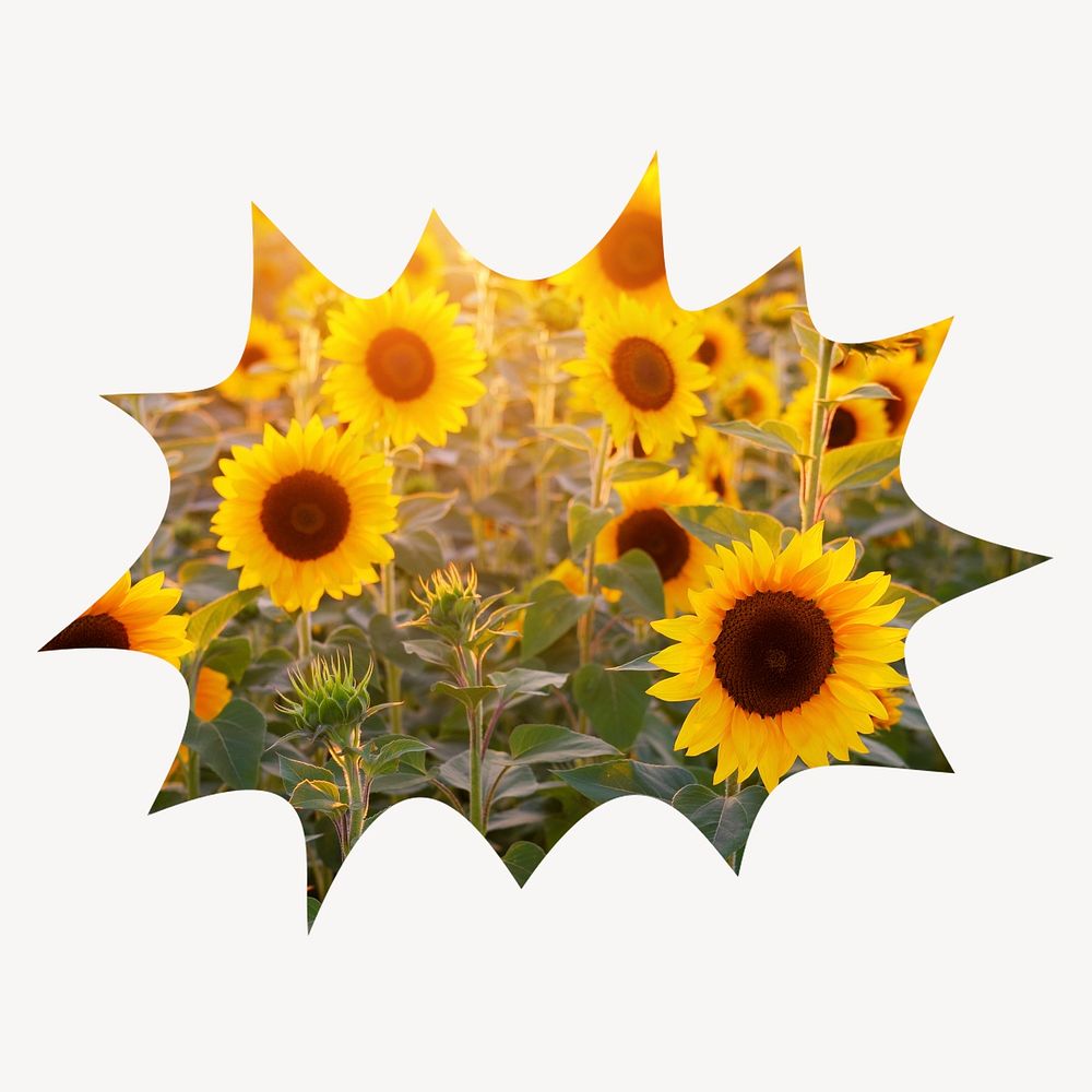 Sunflower field bang  shape badge, Spring photo