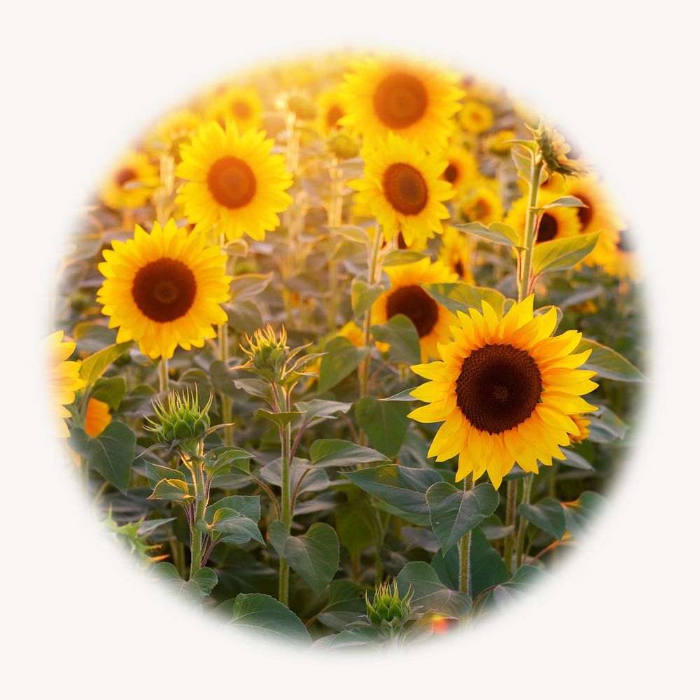 Sunflower field blur edge circle badge, Spring photo