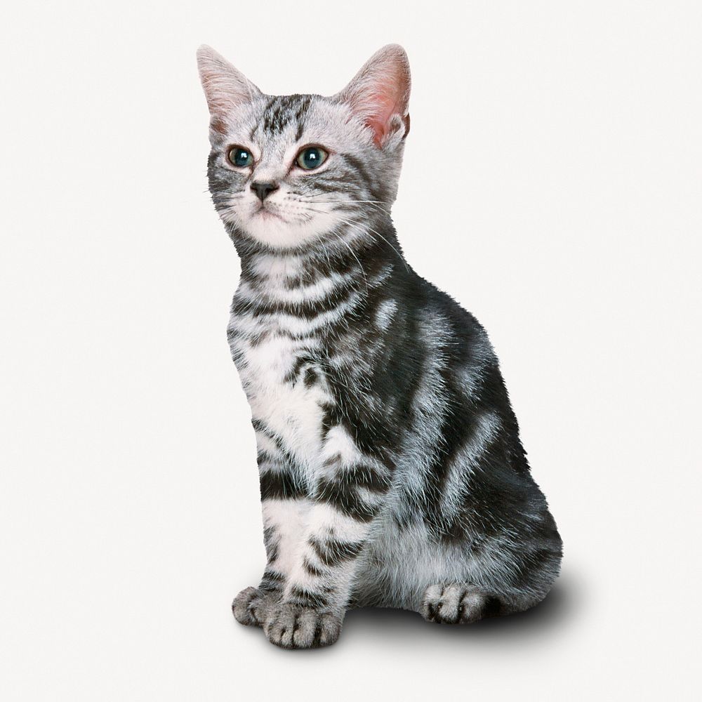 American Shorthair cat, pet animal isolated image on white background