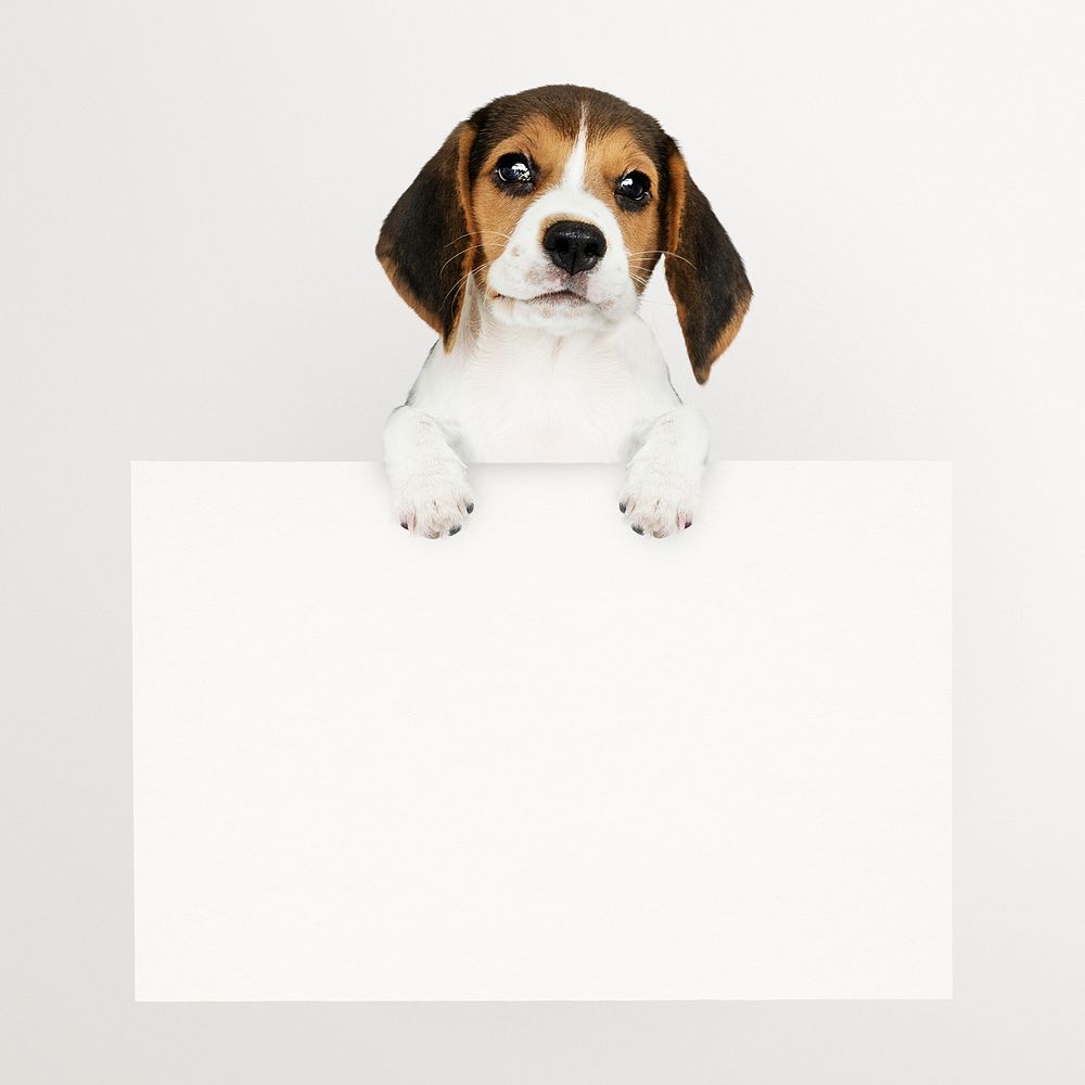 Beagle puppy holding sign, frame, pet animal collage element psd