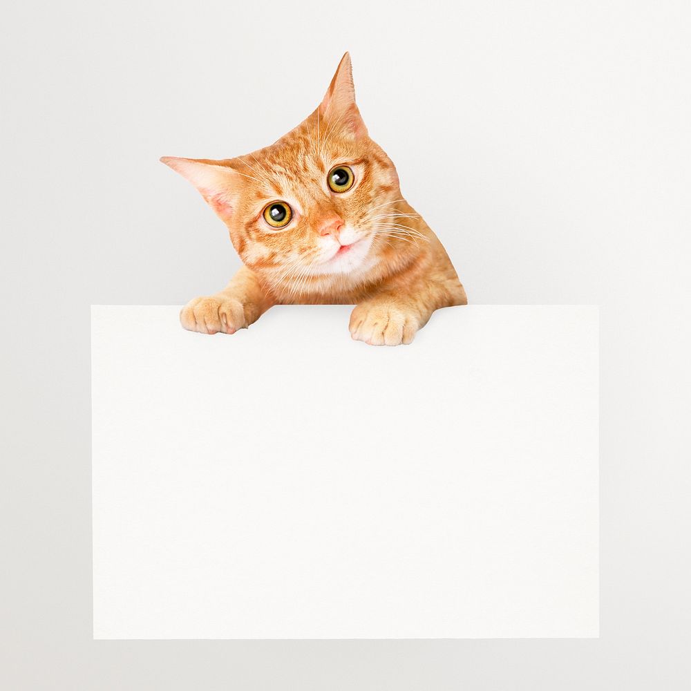 Ginger cat holding sign, frame, pet animal collage element psd