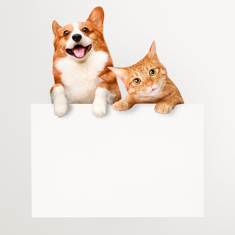 Cat, dog holding sign, frame, pet animal collage element psd