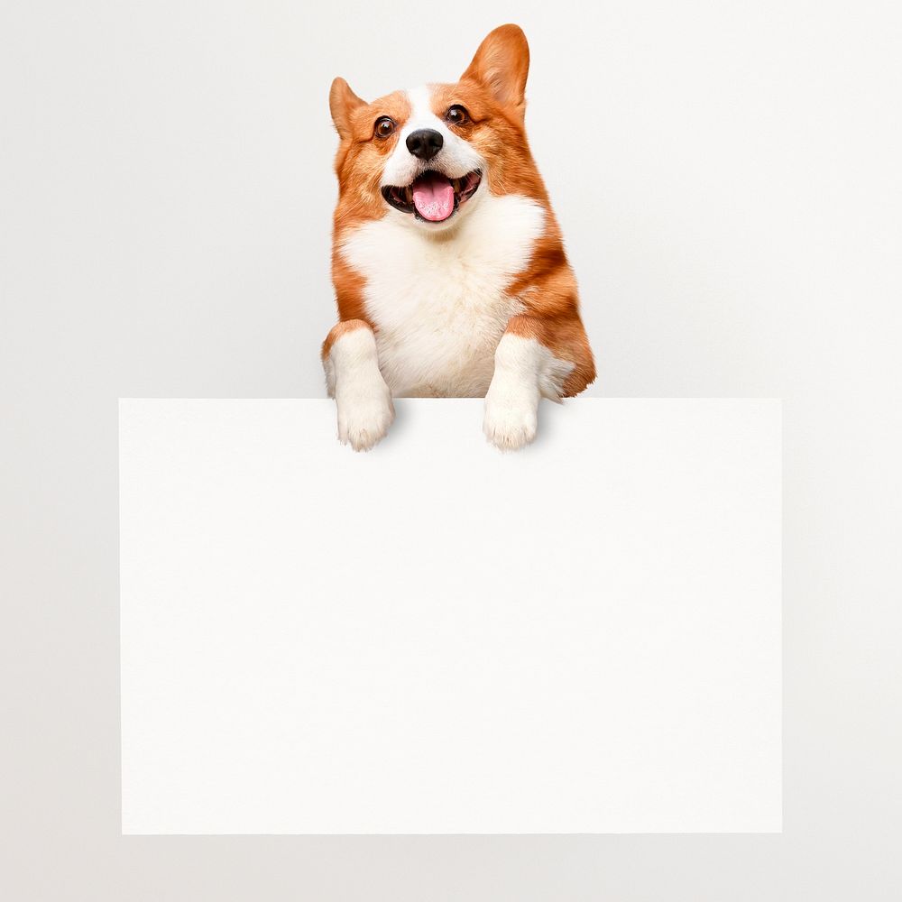 Corgi dog holding sign, frame, pet isolated image on white background