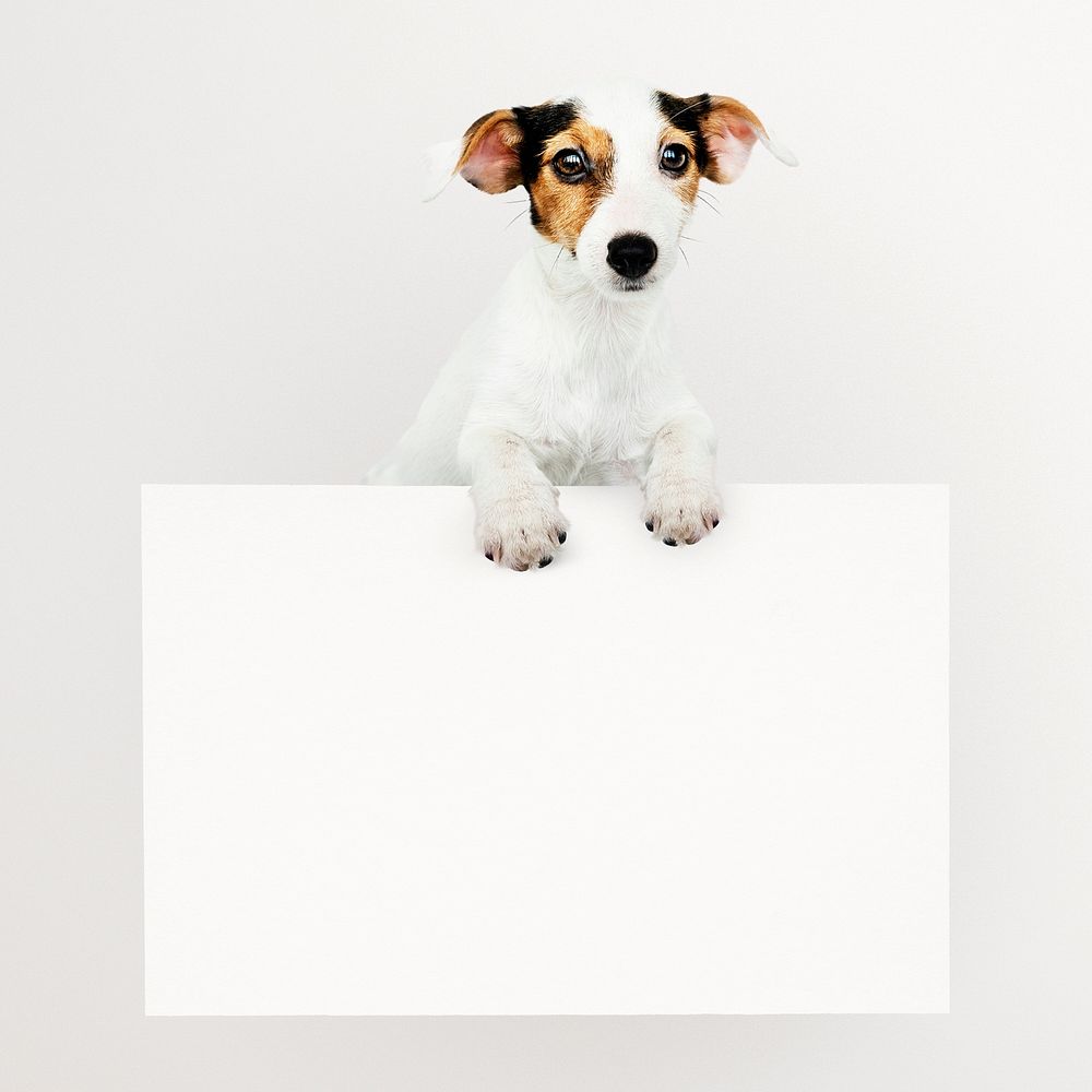 Jack Russell puppy holding sign, frame, pet isolated image on white background