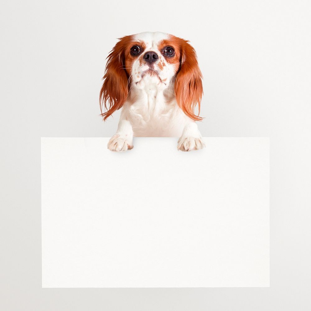 Cute dog holding sign, frame, pet animal collage element psd