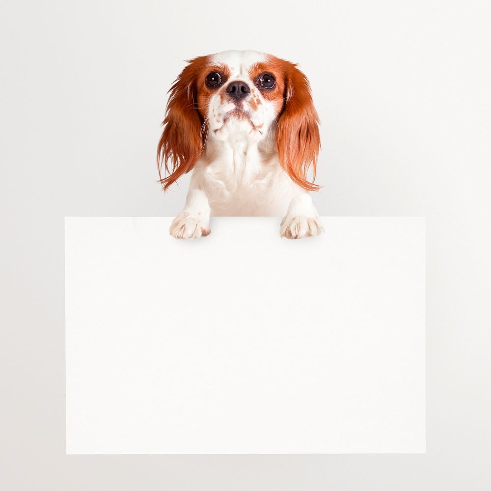 Cute dog holding sign, frame, pet isolated image on white background