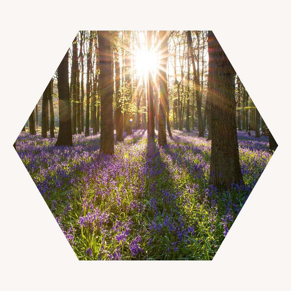 Sun flare forest hexagon shape badge, nature photo