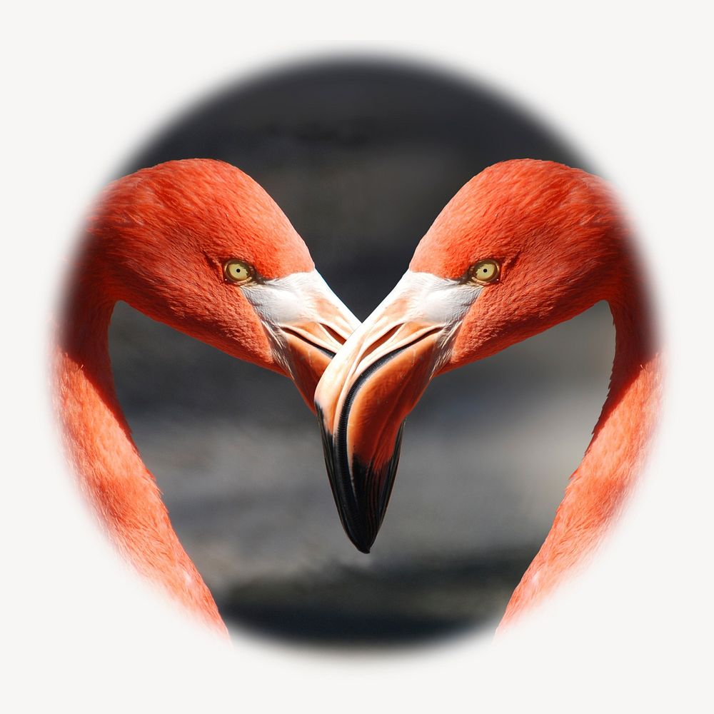 Flamingo heads blur edge circle badge, animal photo