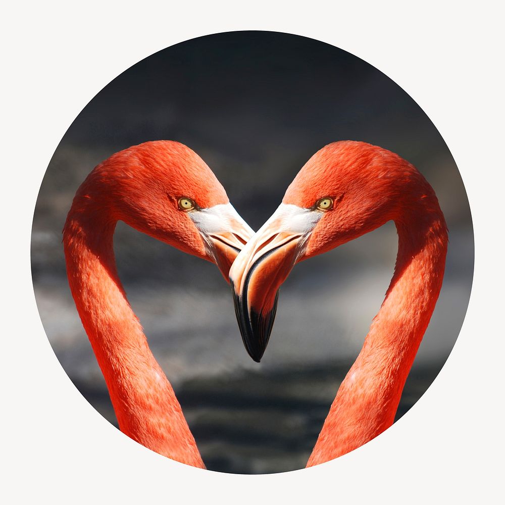 Flamingo heads circle shape badge, animal photo