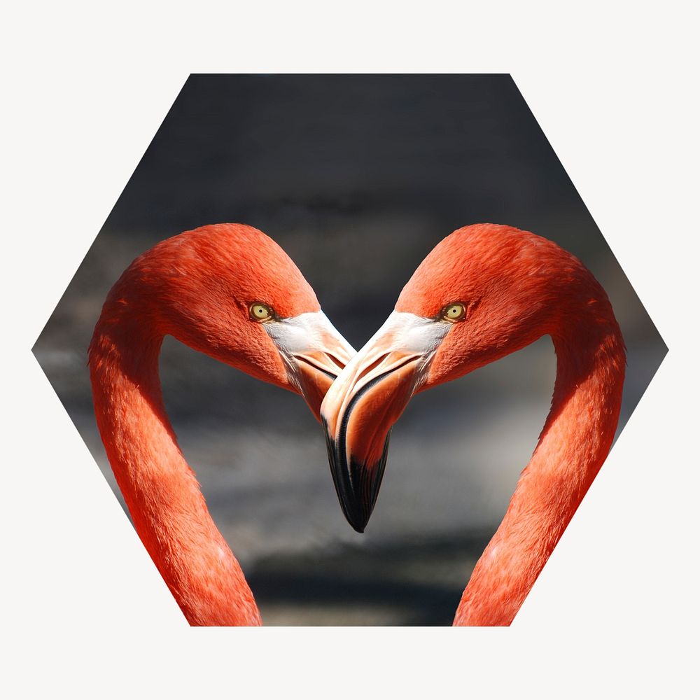 Flamingo heads hexagon shape badge, animal photo