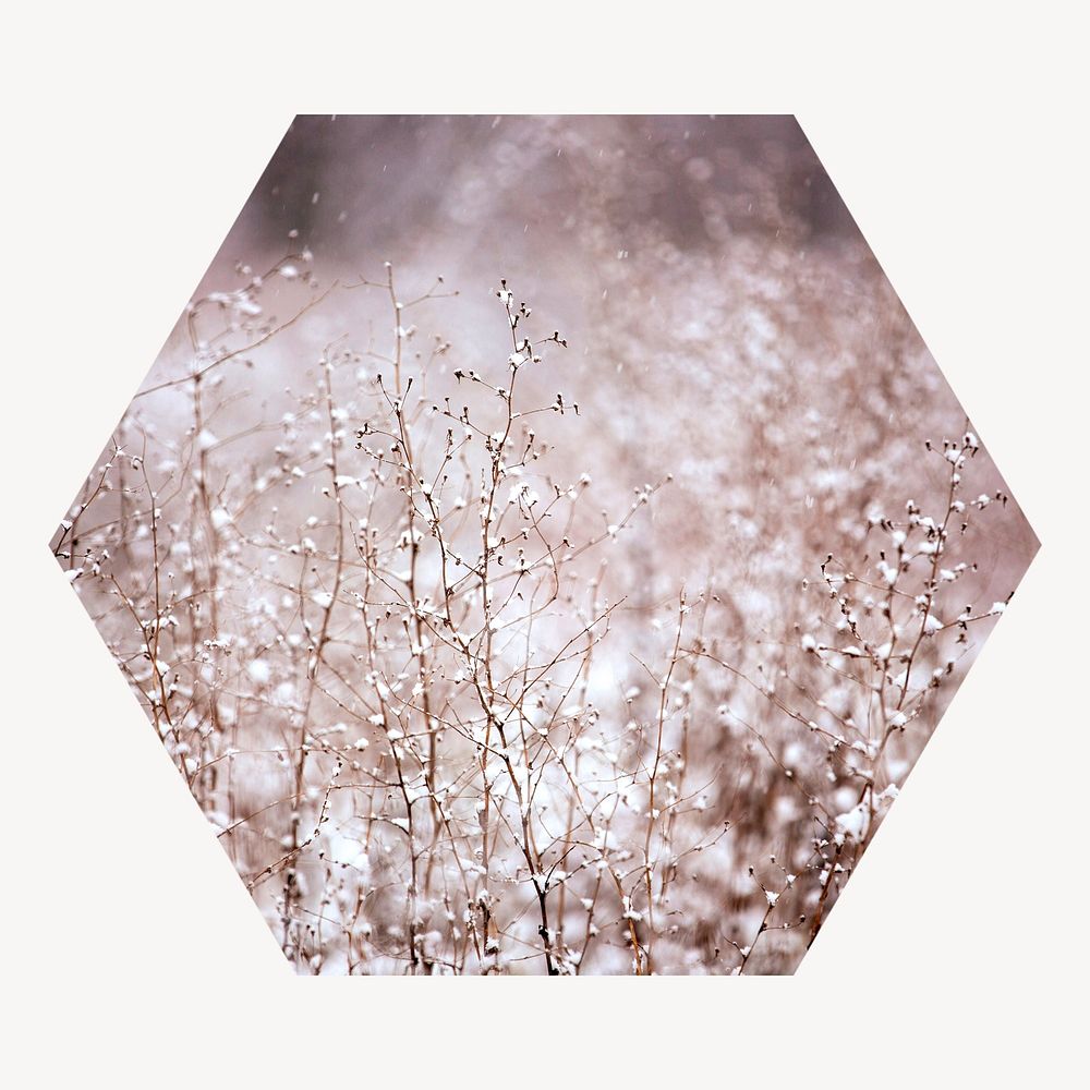 Winter flowers hexagon shape badge, aesthetic photo