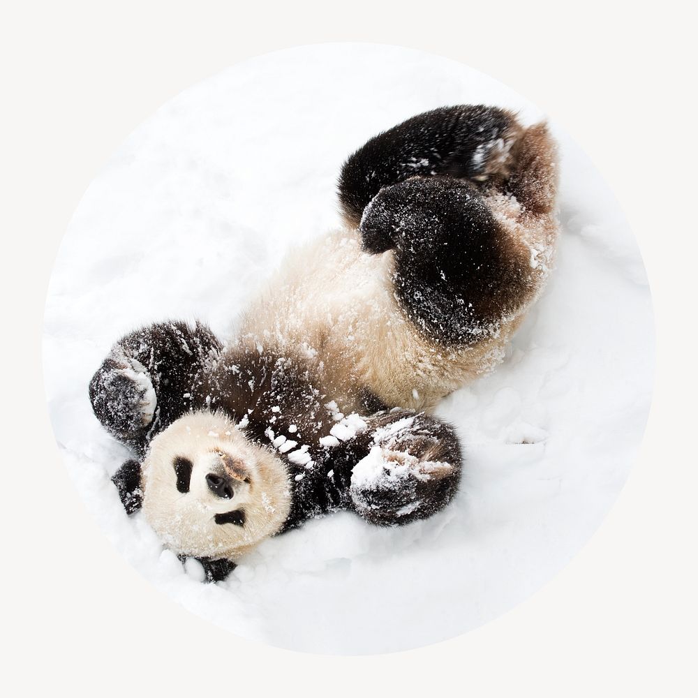 Baby panda in snow circle shape badge, animal photo