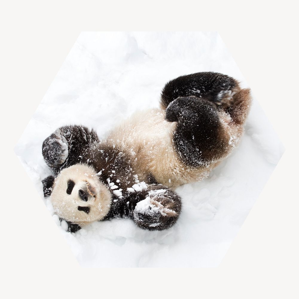 Baby panda in snow hexagon shape badge, wildlife photo