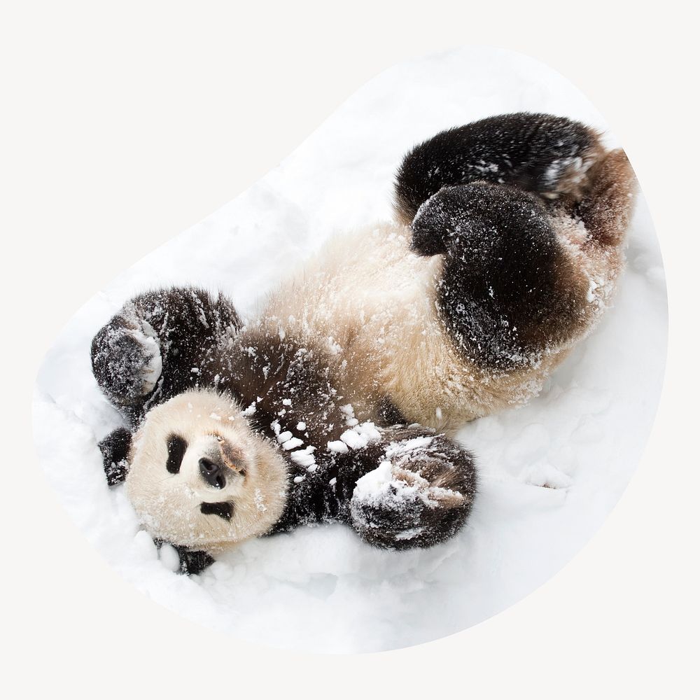Baby panda in snow blob shape badge, wildlife photo