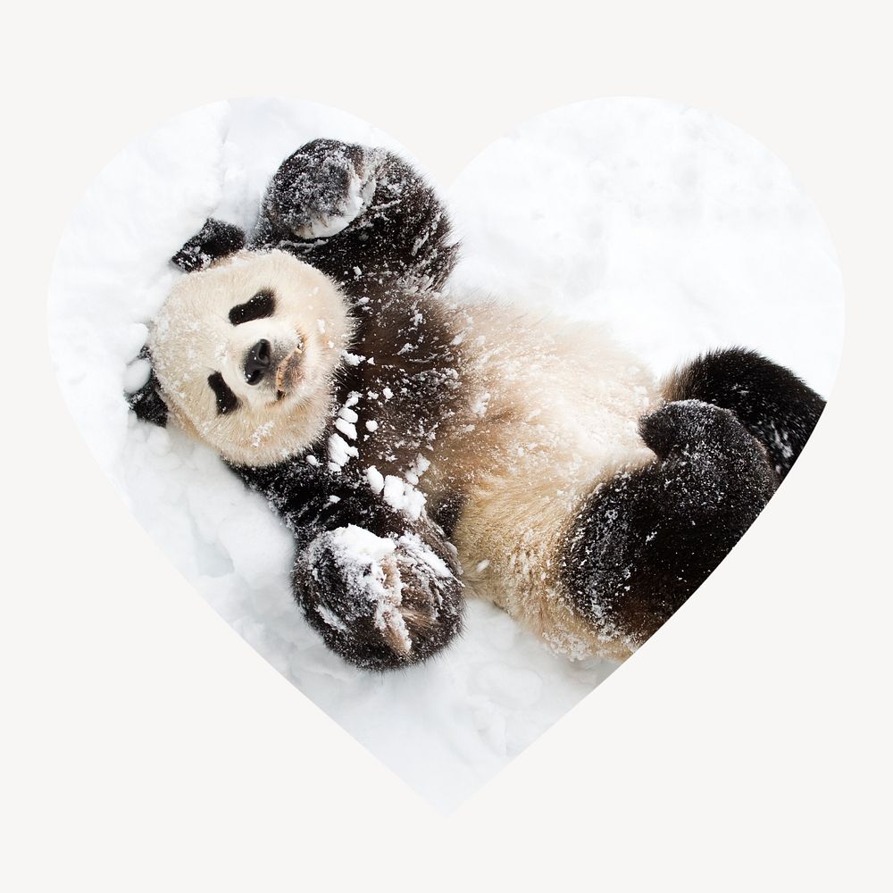 Baby panda in snow heart shape badge, wildlife photo