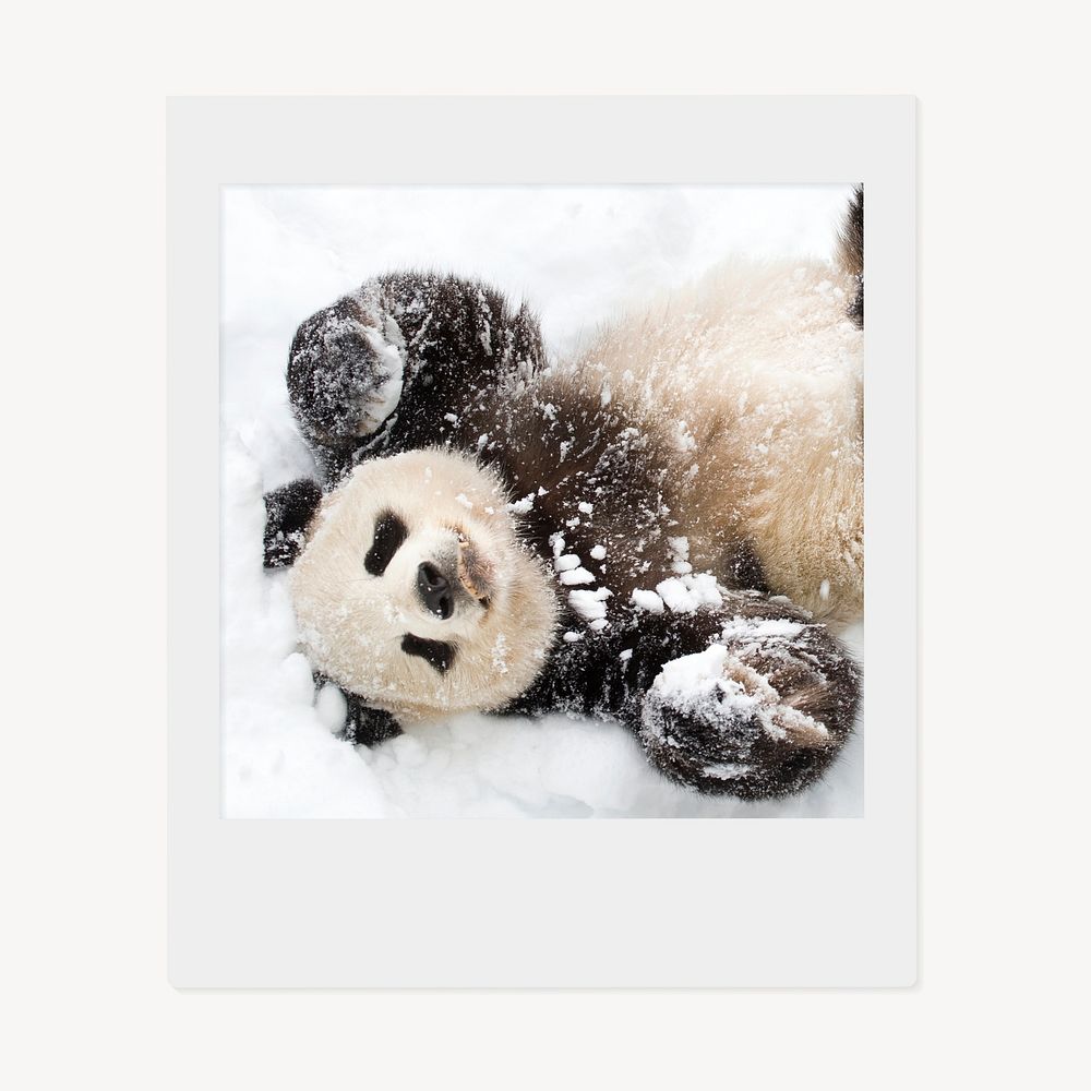 Panda in snow instant photo, wildlife image
