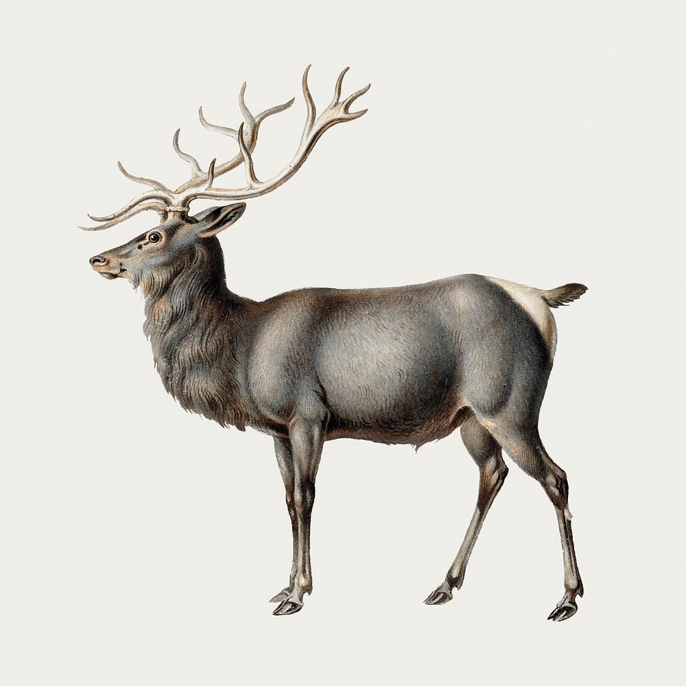 Vintage elk psd illustration, remixed from artworks by Peter Rindisbacher