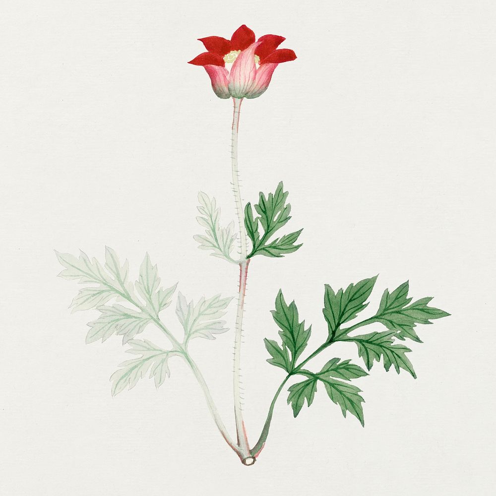 Poppy flower psd antique style, vintage Japanese art remix from the David Murray collection