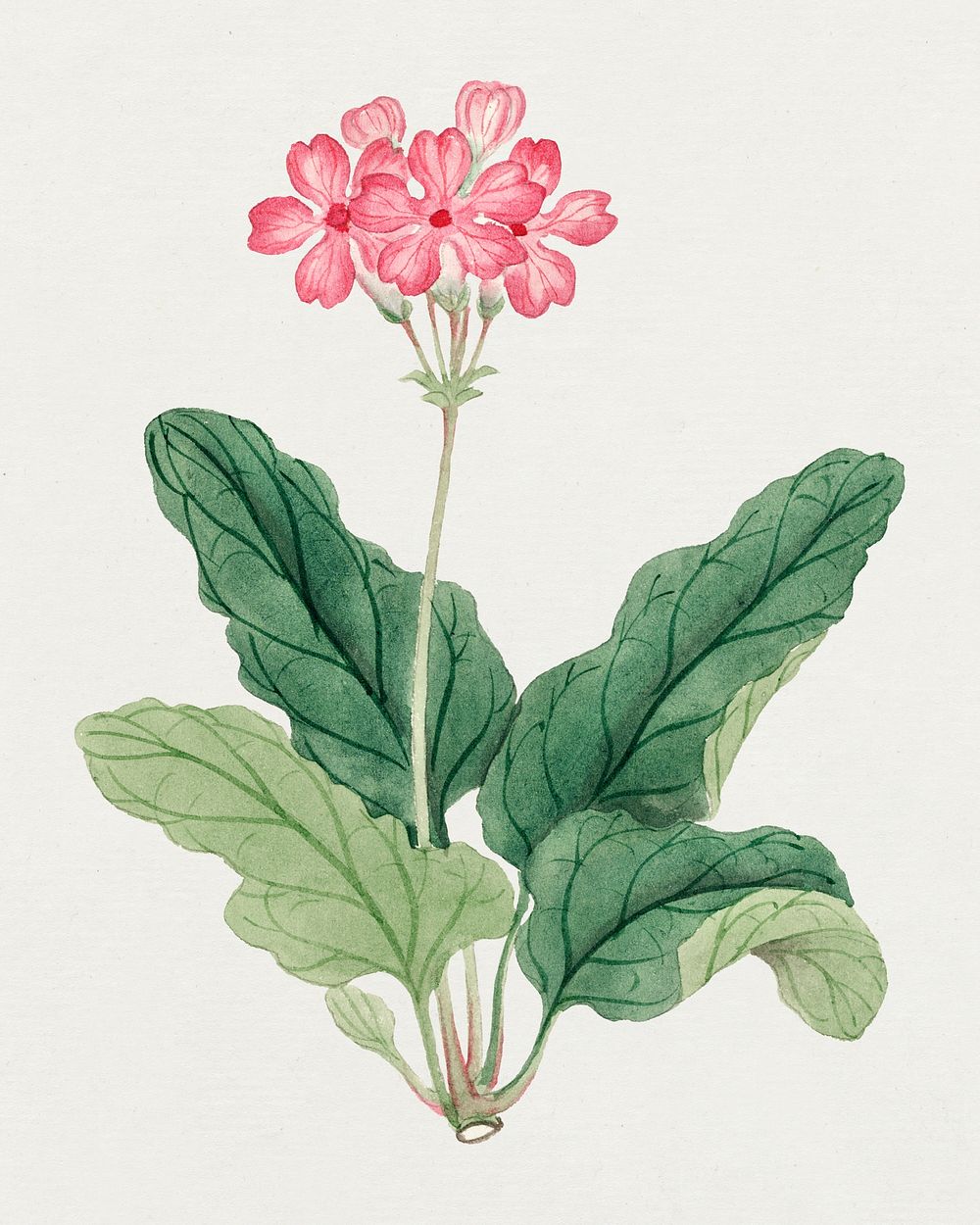 Floral psd design element Pink Geranium, vintage Japanese art remix from the David Murray collection