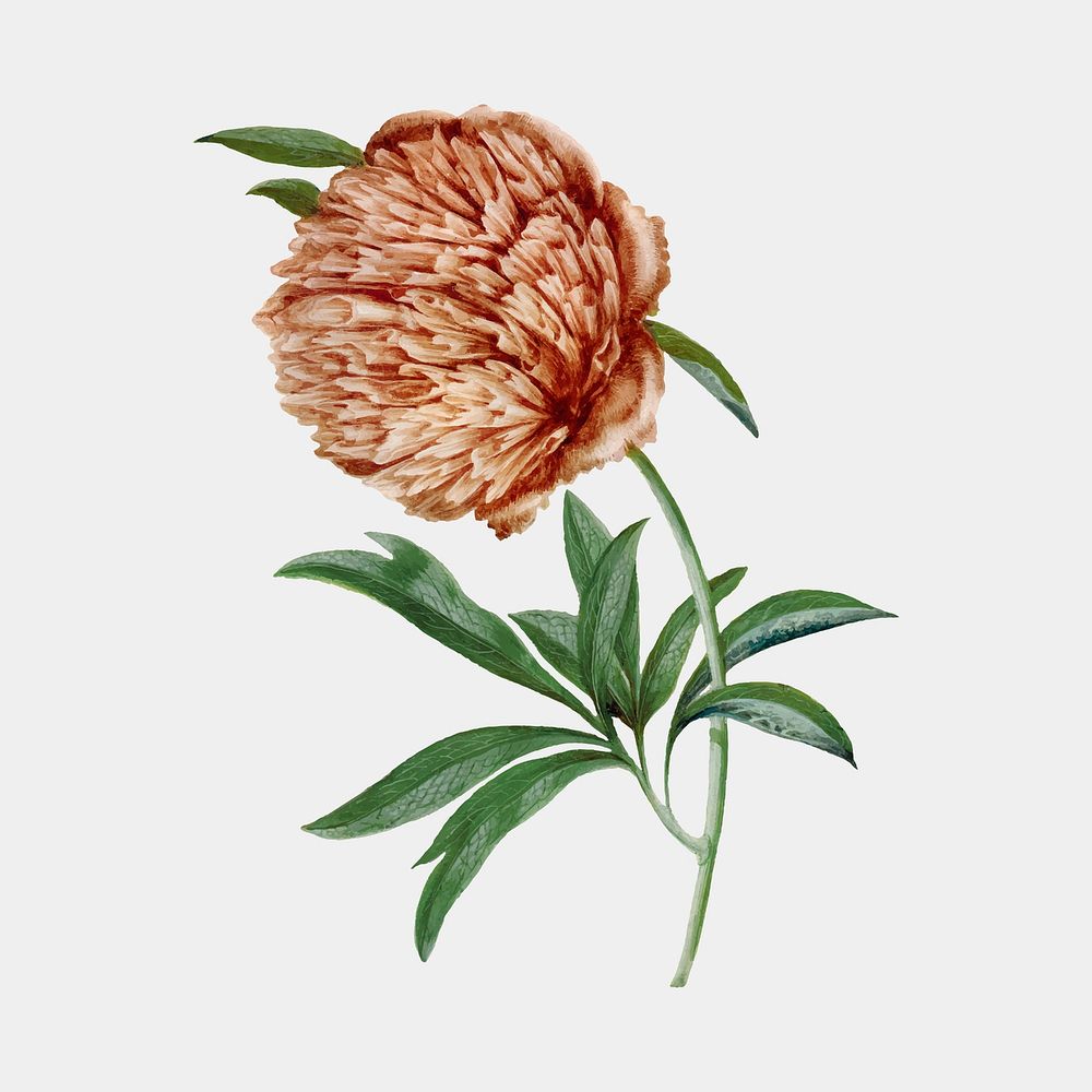 Flower sticker, aesthetic vintage floral illustration, classic design element vector