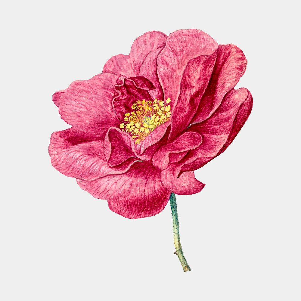 Vintage French rose sticker, floral illustration, classic design element vector