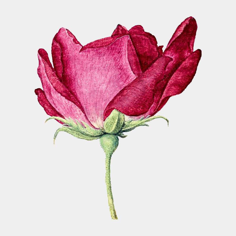 Red flower sticker, aesthetic vintage French rose illustration, classic design element vector