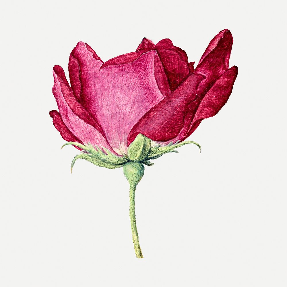 Red flower sticker, aesthetic vintage French rose illustration, classic design element psd
