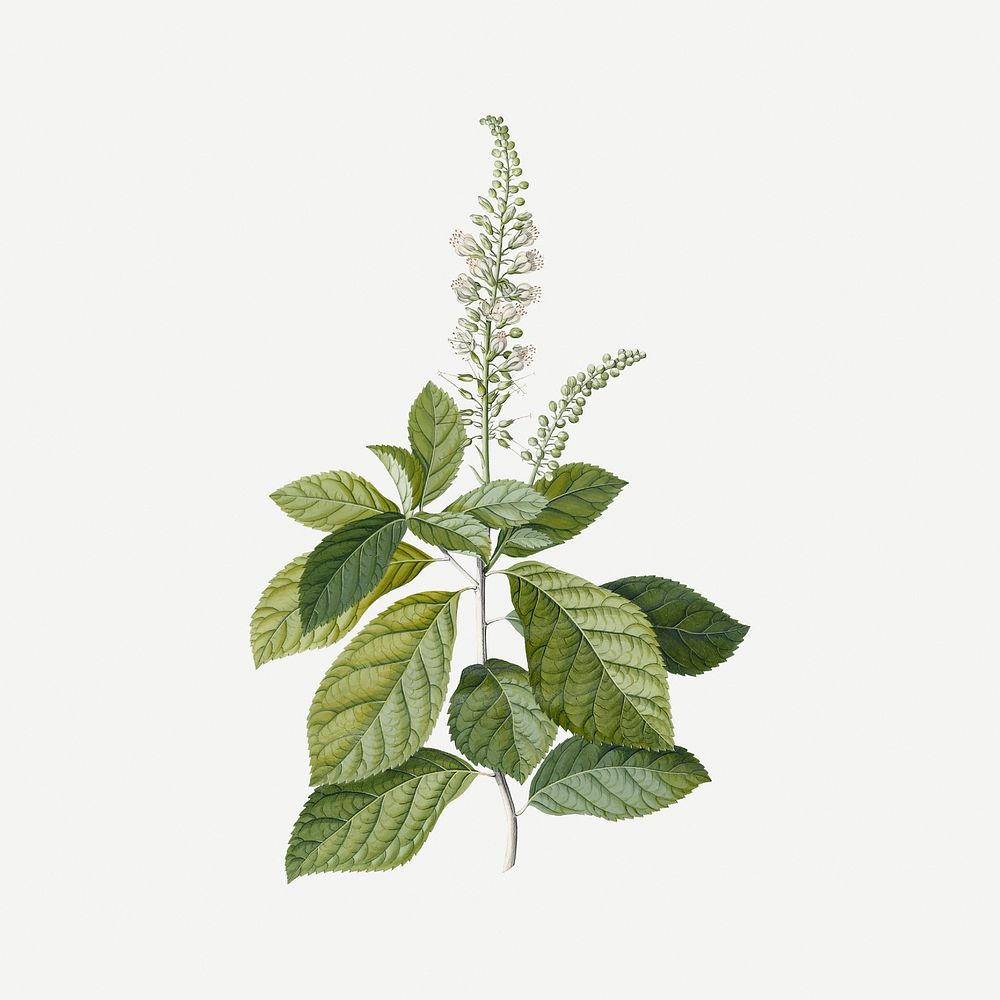 Vintage plant clipart, watercolor aesthetic botanical Spiraea illustration