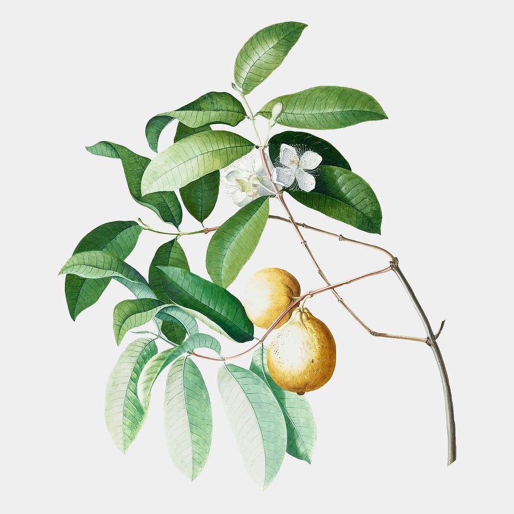 Watercolor vintage plant design element, aesthetic botanical Guava illustration vector