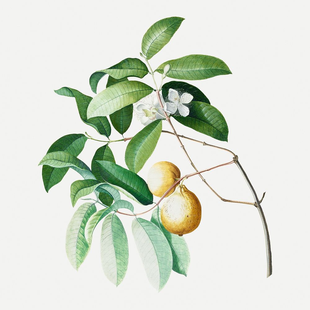Watercolor vintage plant design element, aesthetic botanical Guava illustration psd