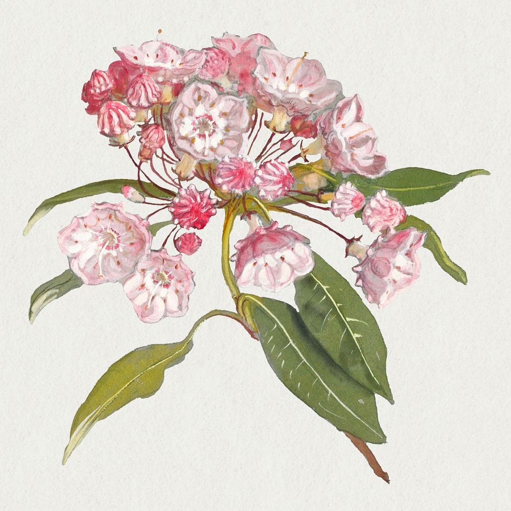 Antique blossom psd design element, remixed from artworks by Samuel Colman