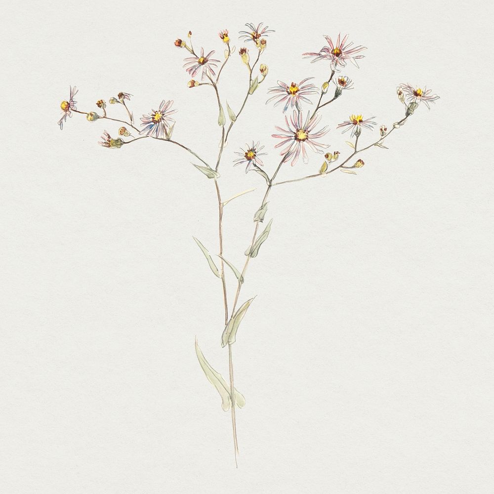 Classic flower in hand drawn meadow flowers, remixed from artworks by Samuel Colman