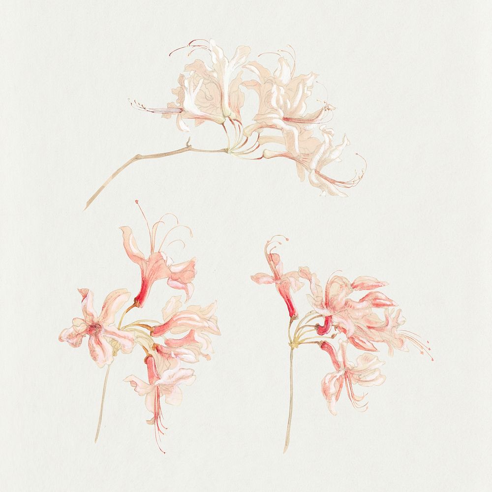 Vintage pink flowers in hand drawn style, remixed from artworks by Samuel Colman