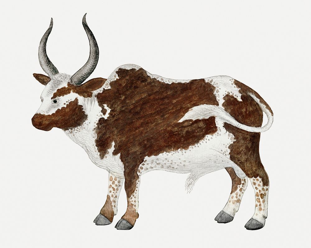 Namaqua ox psd antique watercolor animal illustration, remixed from the artworks by Robert Jacob Gordon