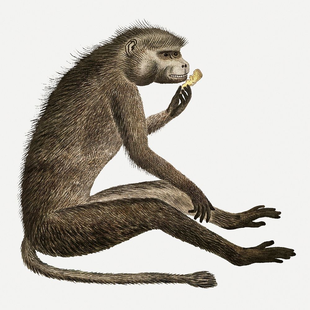 Chacma baboon psd antique watercolor animal illustration, remixed from the artworks by Robert Jacob Gordon