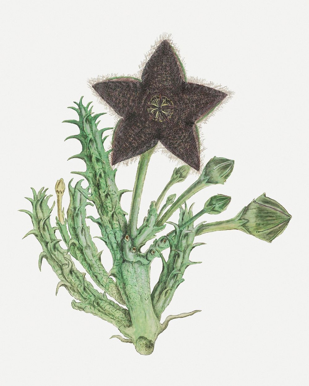 Tridentea gemmiflora psd vintage flower illustration set, remixed from the artworks by Robert Jacob Gordon