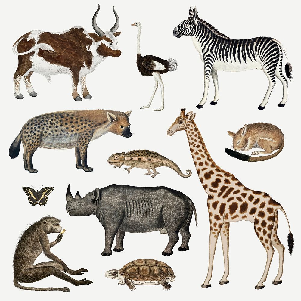 Animal vector antique watercolor drawing collection, remixed from the artworks by Robert Jacob Gordon