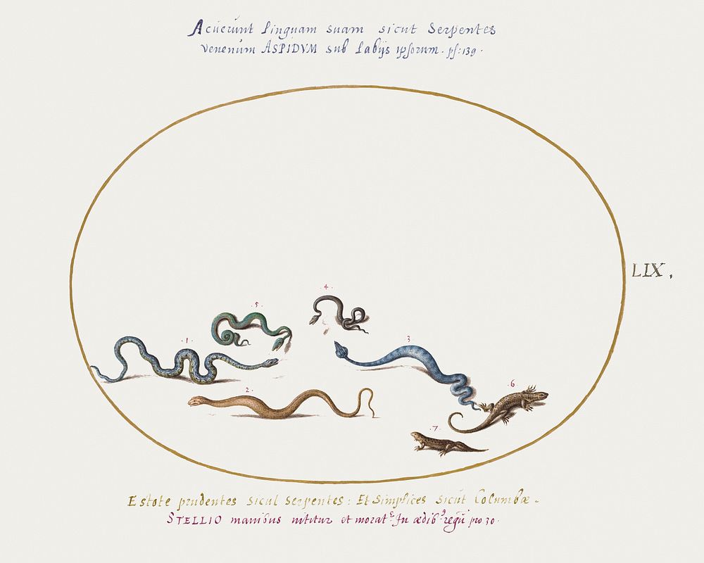 Snakes and a Lizard (1575&ndash;1580) painting in high resolution by Joris Hoefnagel. Original from The National Gallery of…