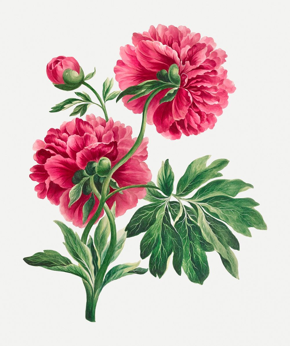 Vintage pink peony floral art print, remixed from artworks by John Edwards