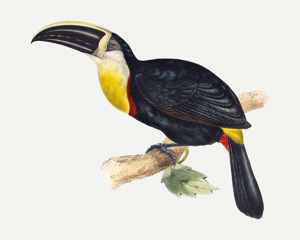 Toucan animal art print, remixed from artworks by John Gould