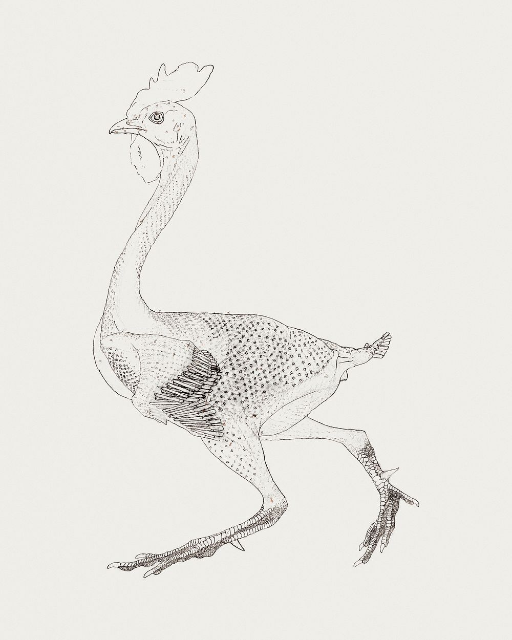 Fowl Body, Lateral View (Study for key figure to Table X), (1795&ndash;1806) drawing in high resolution by George Stubbs.…