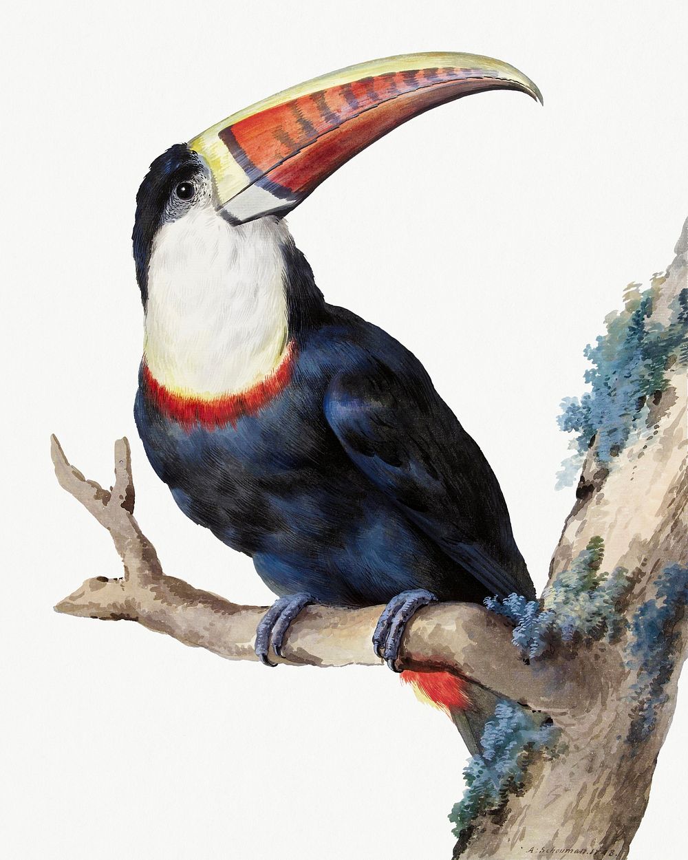 Red billed toucan illustration, remixed from artworks by Aert Schouman