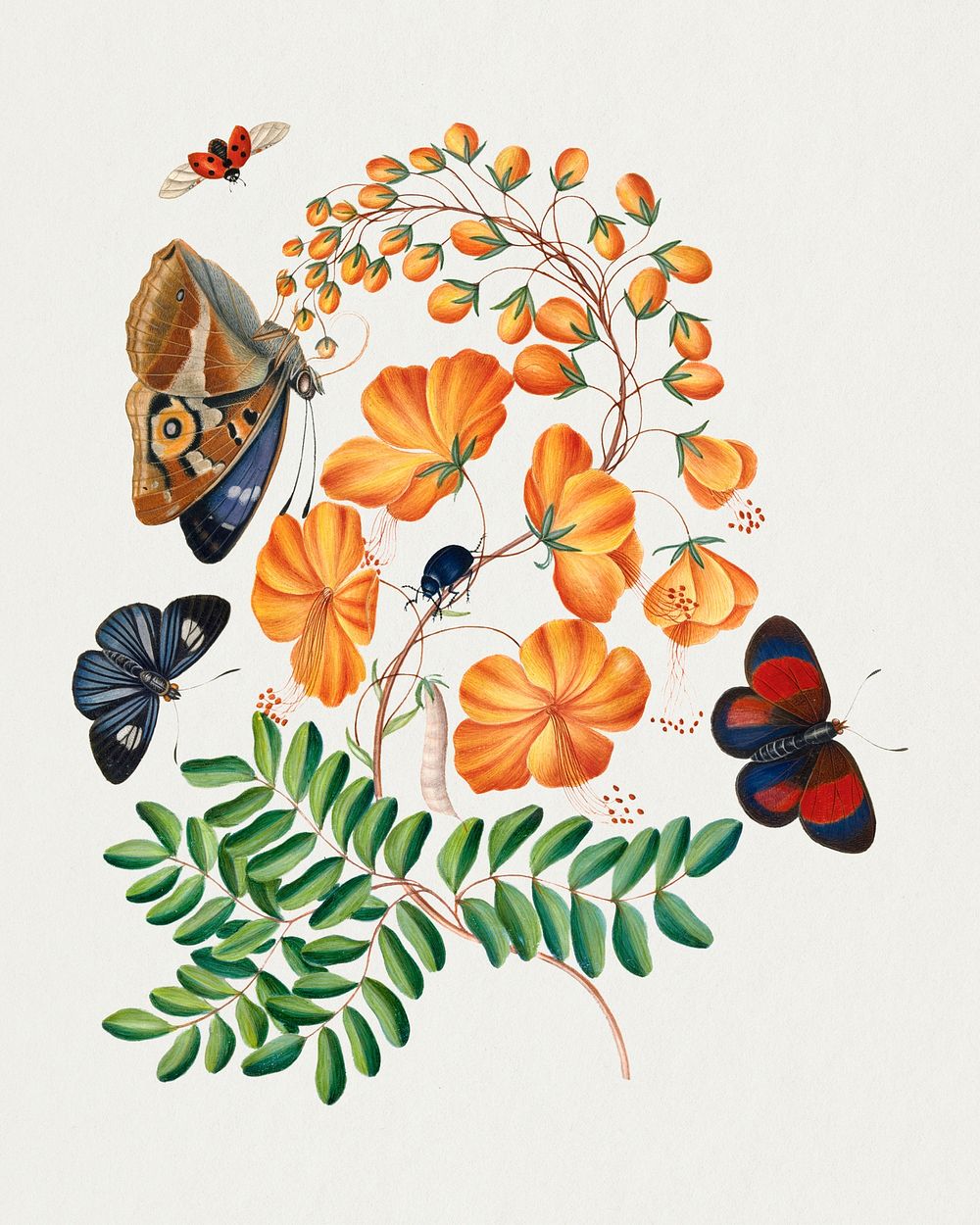 Botanical flower, butterfly sticker psd, remixed from artworks by James Bolton
